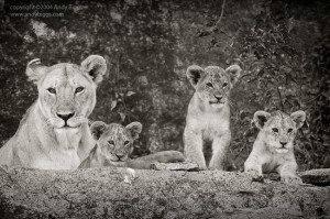 cat, lion, lioness, cat, cub, predator, carnivore, portrait, kopje ...