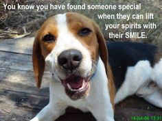 Beagle Love and Dog Quotes