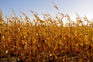 Corn Harvest Begins Before October