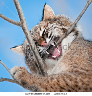 Bobcat (Lynx rufus) Chews on Branch - captive animal - stock photo