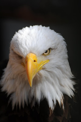 Be Inspired by Og Mandino