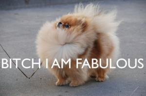 bitch, dog, fabulous, funny