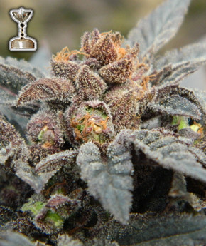 Grape Ape Yield Picfly Html