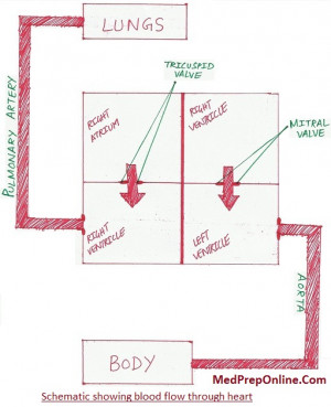 Quotes Pictures List: Systolic Murmurs