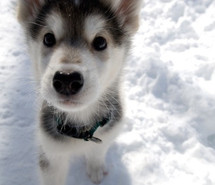 Cute Dog Husky Puppy Image