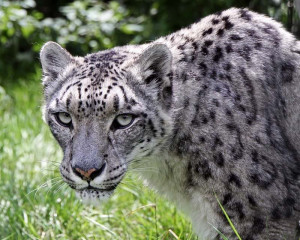 Pin Pictures Leopard Rare Snow Leoparda
