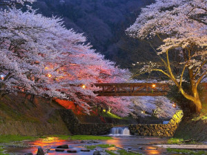 Beautiful Cherry Trees in Kyoto, Japan