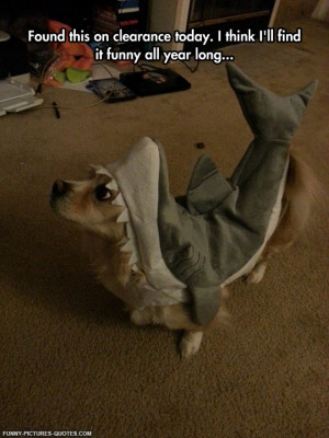 funny sharks source http funny pictures quotes com 2014 11 30 cutest ...