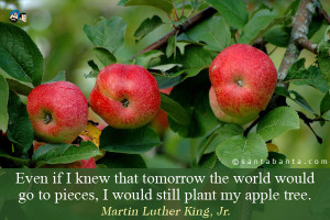 ... Go To Pieces, I Would Still Plant My Apple Tree. - Martin Luther King