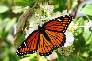 Monarch Butterflies Mating