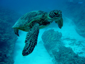 sea turtle facts for kids