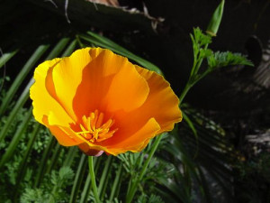 California state flower - the poppy