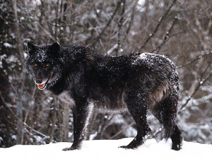 Eastern Timber wolf ( Canis lupus lycaon )