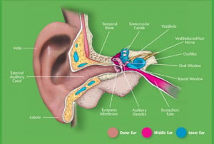 Ear Acupressure Chart From...