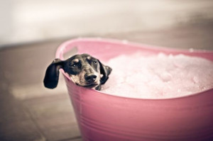 animal, bath, cute, dog, lovely, pet, photography, pink, relax