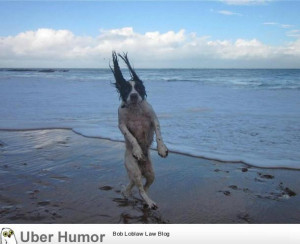 Just a dog going for a walk on the beach…