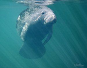 ... Tips: Guide of How to get Great Photos of Manatees at Crystal River