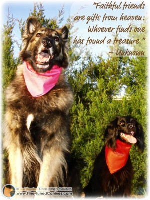 Faithful Dog Quotes http://quoteko.com/faithful-dog-quotes ...