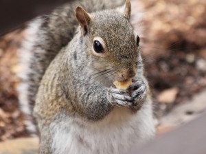 close encounter of the squirrely kind