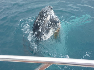 361337d1379199410-hervey-bay-whales-whales-fishing-10-9-13-203.jpg