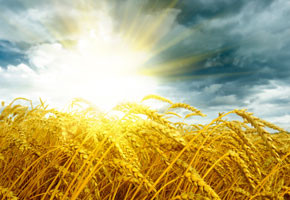 Favorite 5 Quotes: Strong Organic Soil | Wild Oats