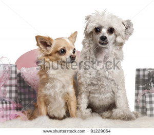 Chinese Crested Dog Years