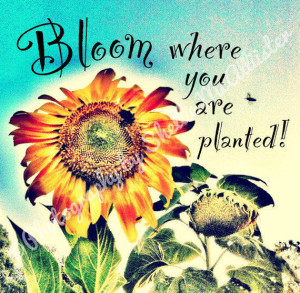 Whimsical sunflower photograph with inspirational quote 