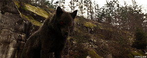 ... wolf - Google Search Acromegal Wolf, Black Wolf, Wolf Gif, Wolf Red