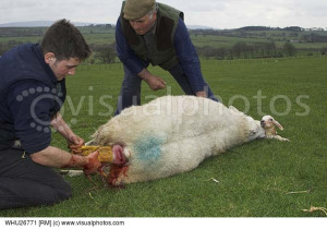 Shepherd assisting sheep to give birth