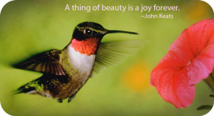 Hummingbird Animal Totem and Symbolic Hummingbird Meanings