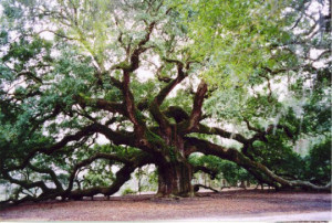 the angel oak is a southern live oak tree located