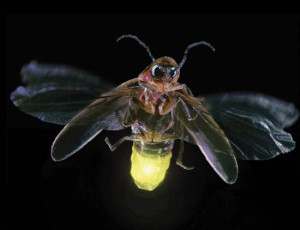 Firefly at night with its abdomen lit up