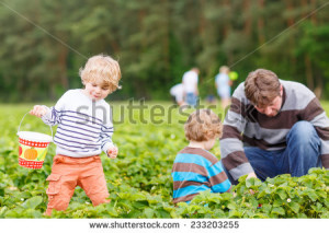 Two little funny kid boys and their father on organic strawberry farm ...
