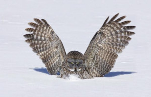 Great Grey owl swoops on a tiny meadow vole as it scurries across a ...