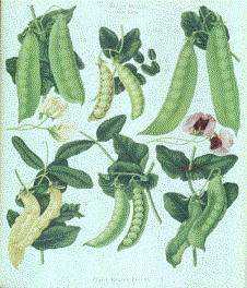Pea hybrids form germinal and pollen cells that in their composition ...