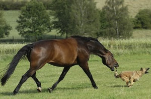 Dog chasing the horse or horse chasing the dog