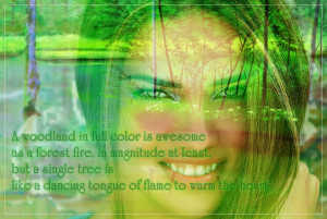 Woodland In Full Color Is Awesome - Nature Quote