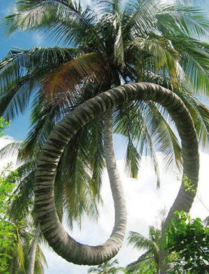 Spiral Coconut Tree.