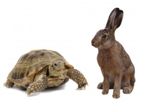 tortoise-and-hare.jpg