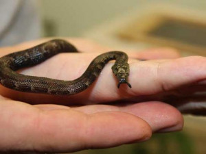 Cutest Baby Animal Photos of 2012