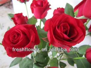 wholesale fresh big red rose flower from china