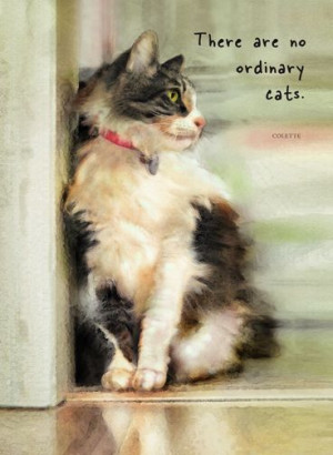 Maine Coon Cat with Colette Quote - by Dianne Woods