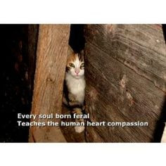 Have Compassion. Spay & Neuter a Feral Cat. Trap-Neuter-Return (TNR ...