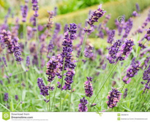 Lavender Flowers Background