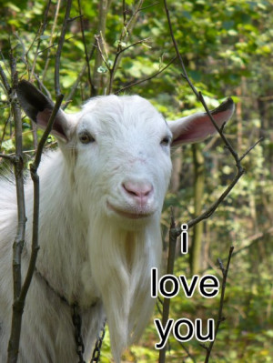randy goat goat love by toby snelgrove black n white goat love by goat ...