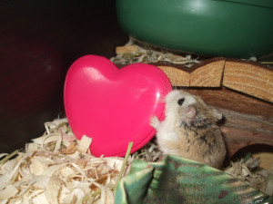 Happy Valentines Day hamster Hideout!