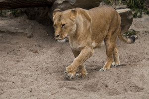 Female Lion Walking Through...