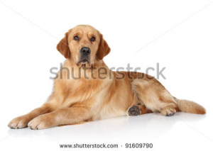 Golden Retriever Dog Lying