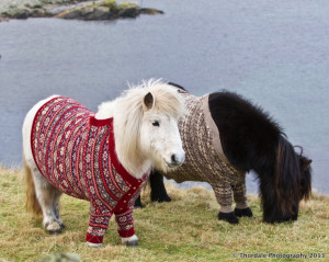 Cute Overload: Miniature horses in cardigan sweaters