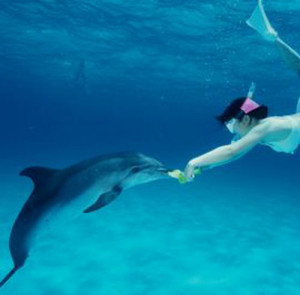 Girl Feeding Dolphin in Nassau Bahamas